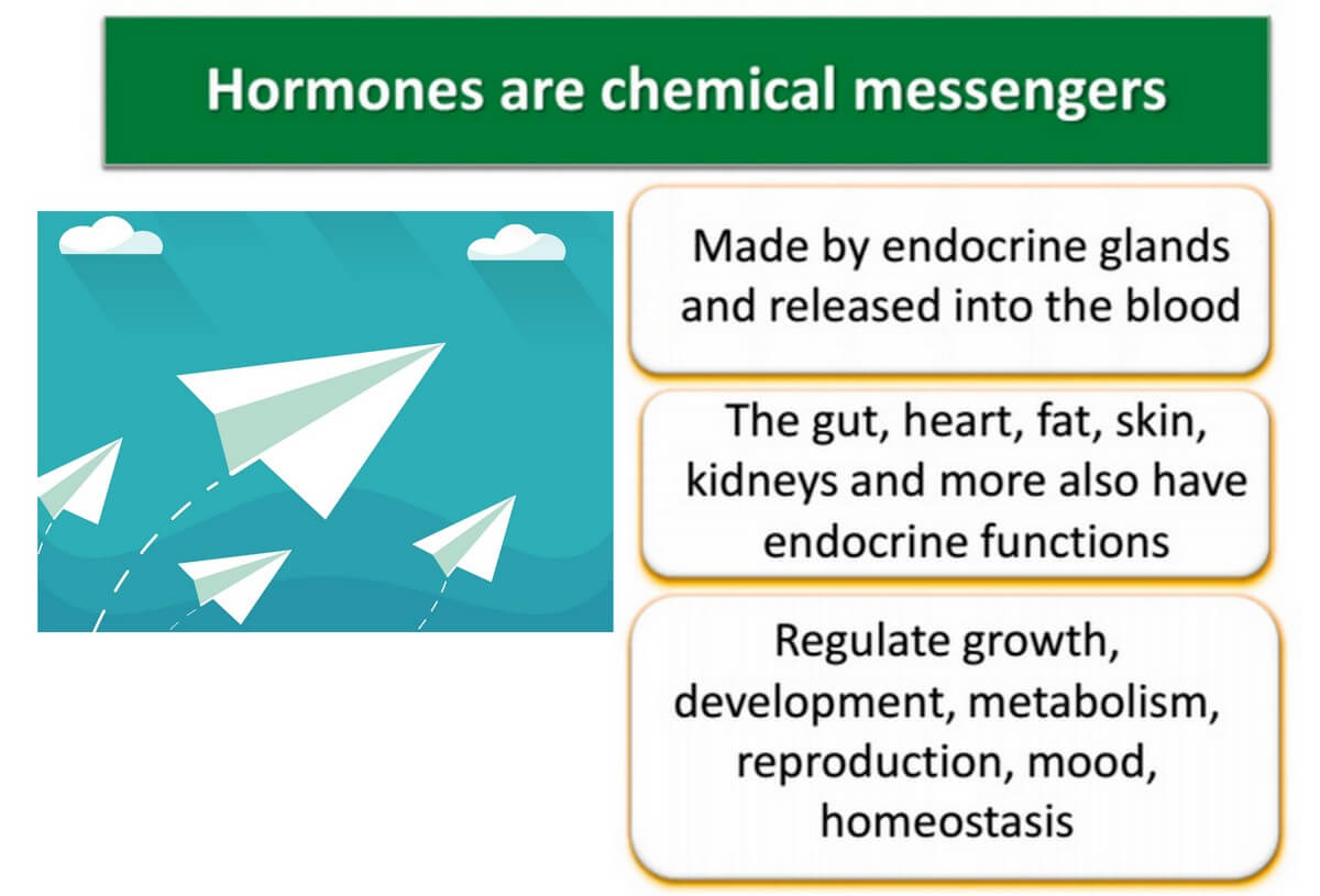 hormone messenger graphic