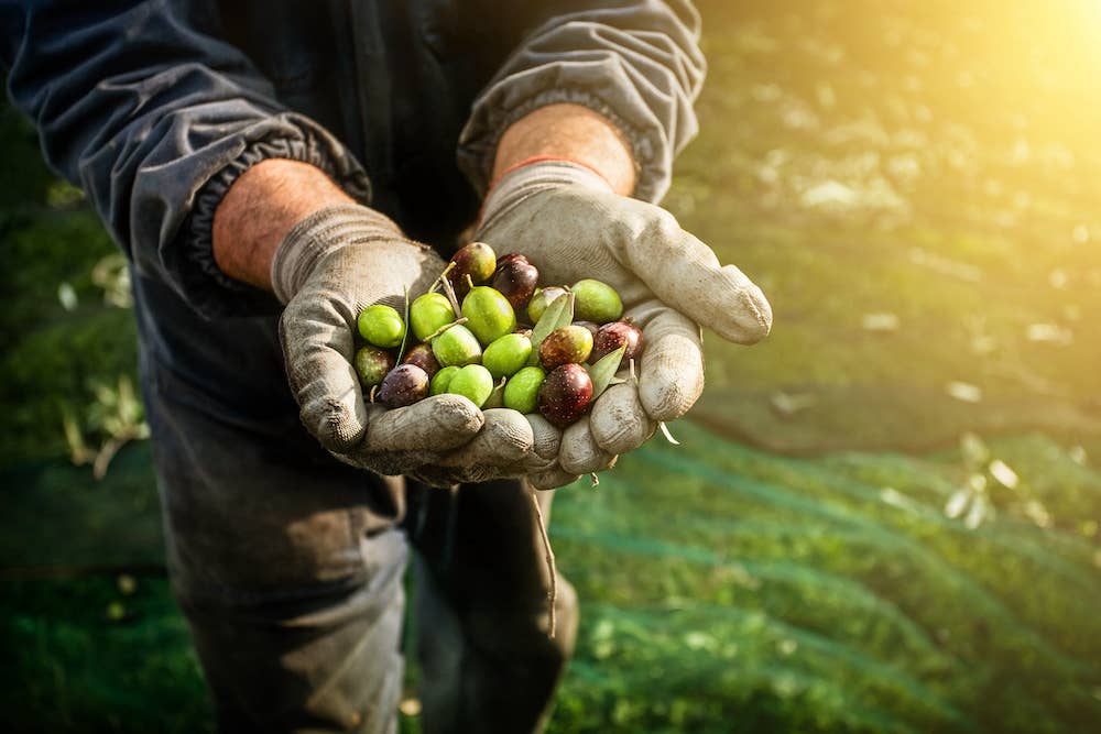 Are table olives good for you?