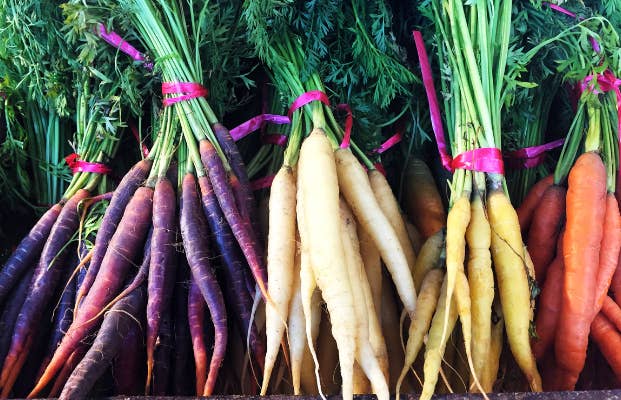 bunches of purple, white, orange, and yellow carrots with their tops intact