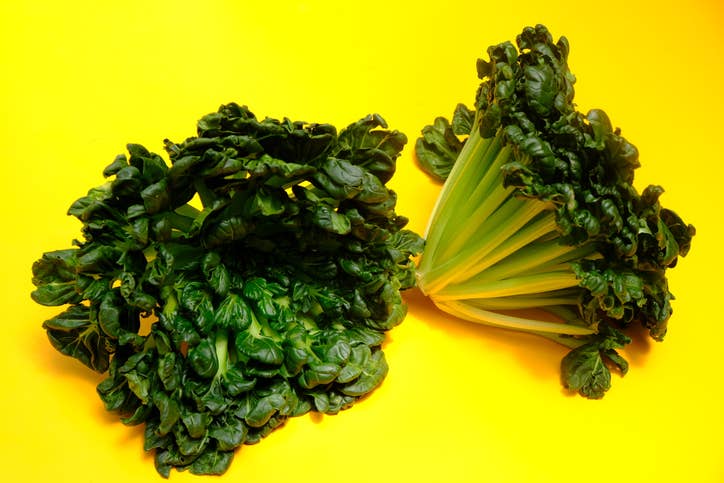 tatsoi, a cousin of bok choy, on a yellow background