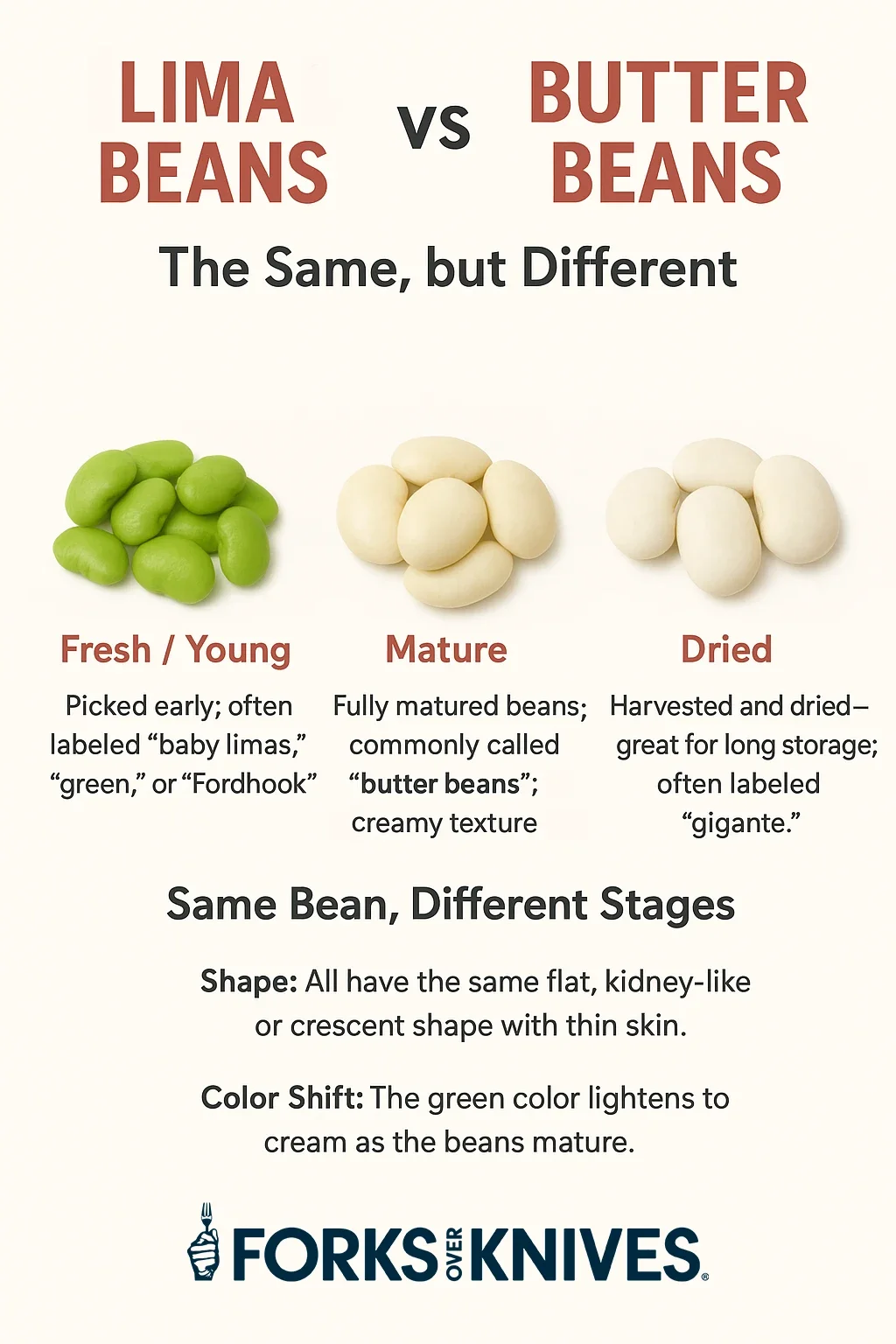 infographic explaining the differences and similarities between lima beans and butter beans. There are three photos, one of green fresh young lima beans, one of cream-colored mature butter beans, and one of dried butter beans, often labeled as gigantes. All are the same kind of bean, harvested at different times.