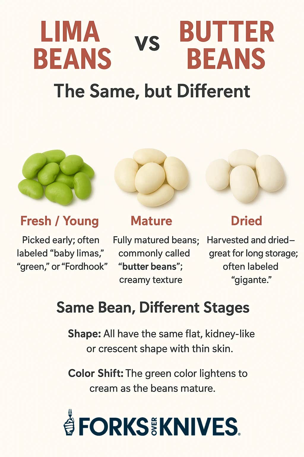 infographic explaining the differences and similarities between lima beans and butter beans. There are three photos, one of green fresh young lima beans, one of cream-colored mature butter beans, and one of dried butter beans, often labeled as gigantes. All are the same kind of bean, harvested at different times.