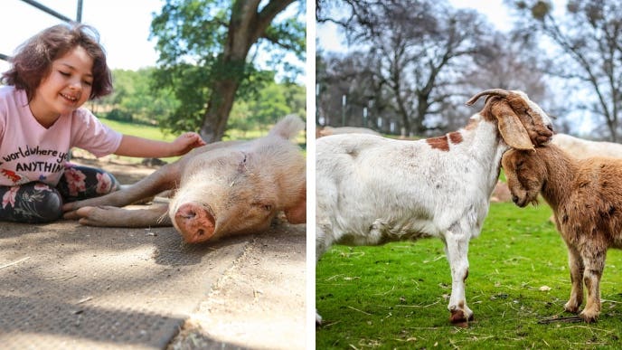 two photos from animal sanctuaries - on the left, a little girl pets the belly of a happy pig, on the right, two goats nuzzle each other