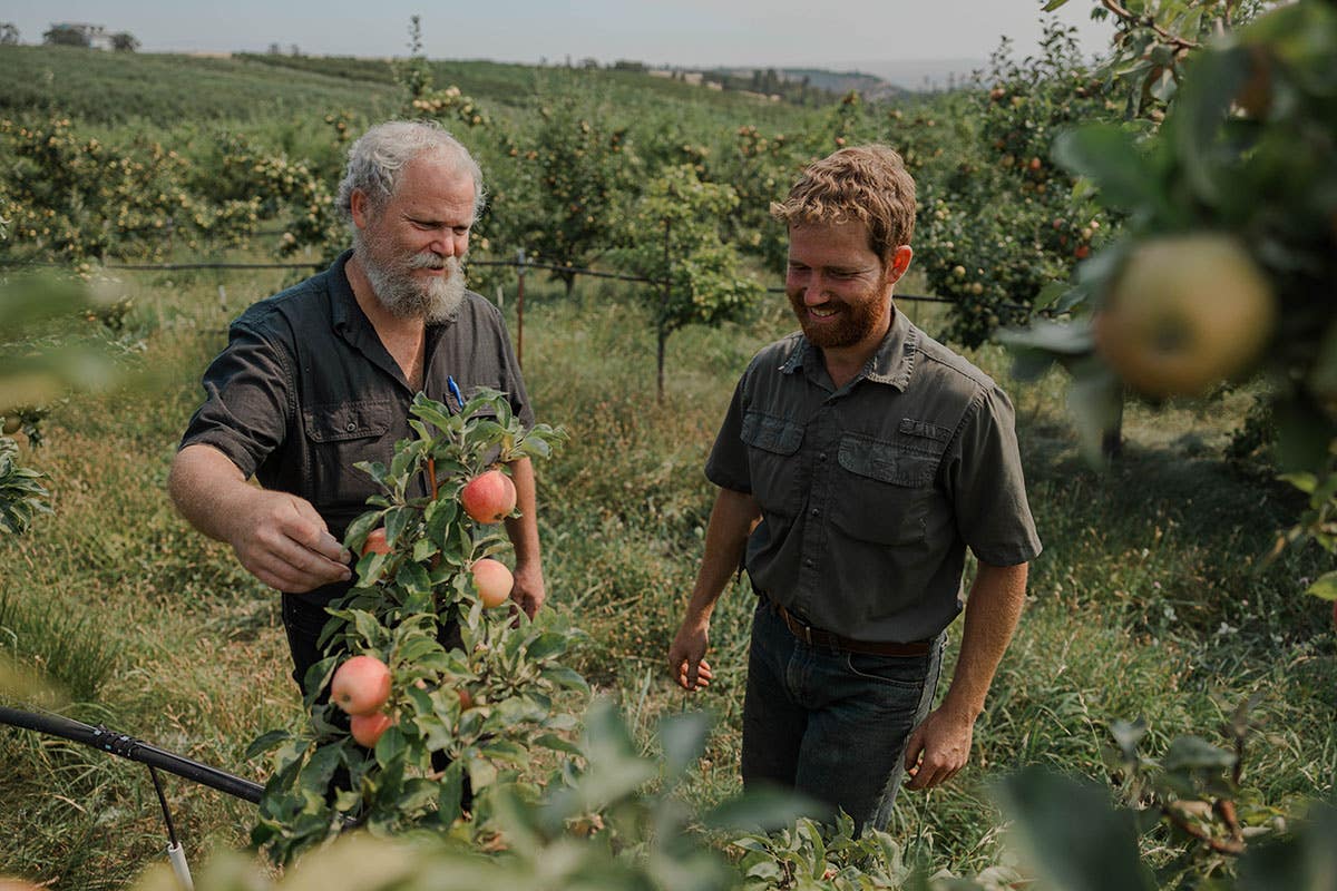 David and Zechariah Stelzer from Azure Standard inspecting apples on a tree
