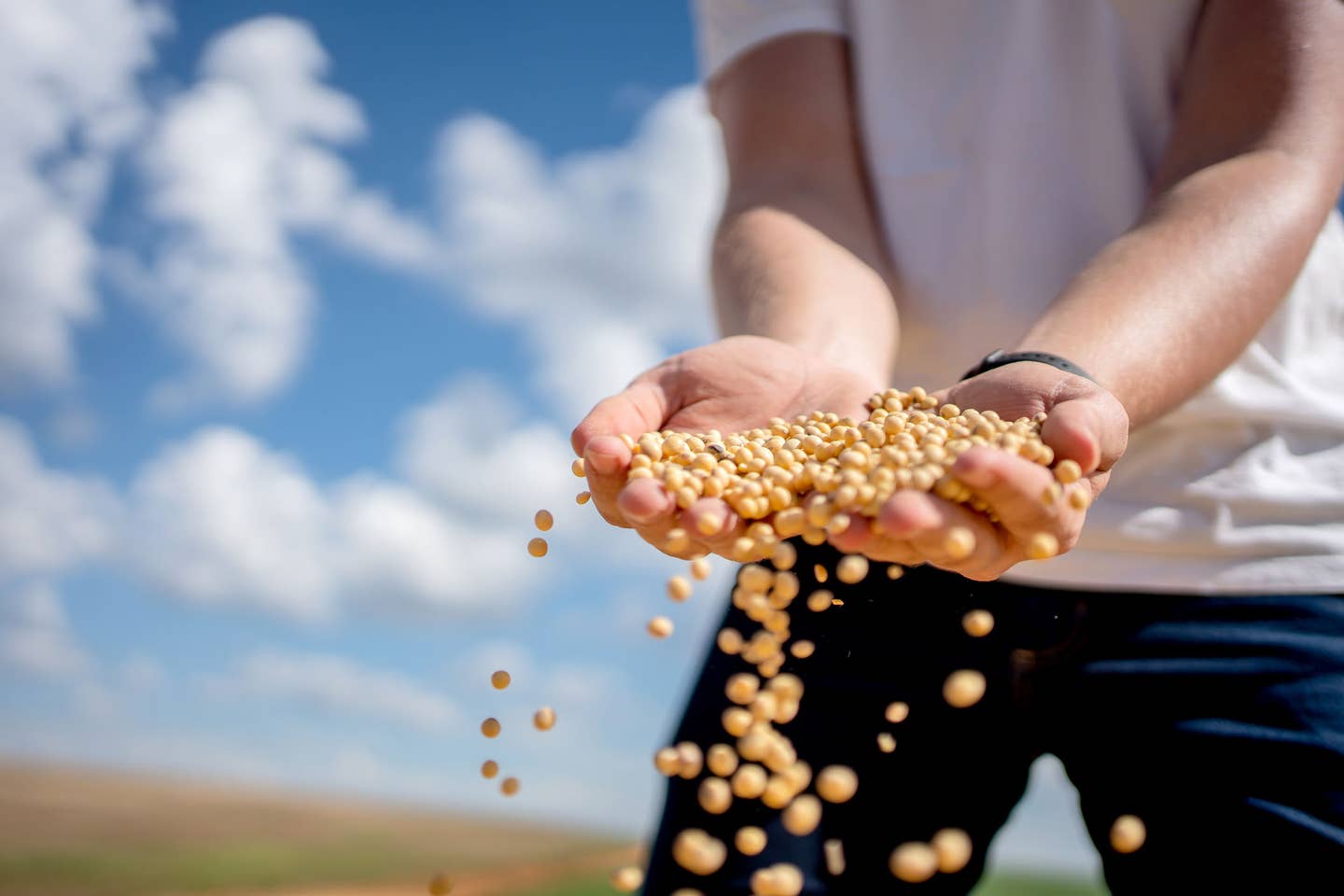 Honest Review of Azure Standard Person in a field with arms in front, letting whole grains sift through their fingers