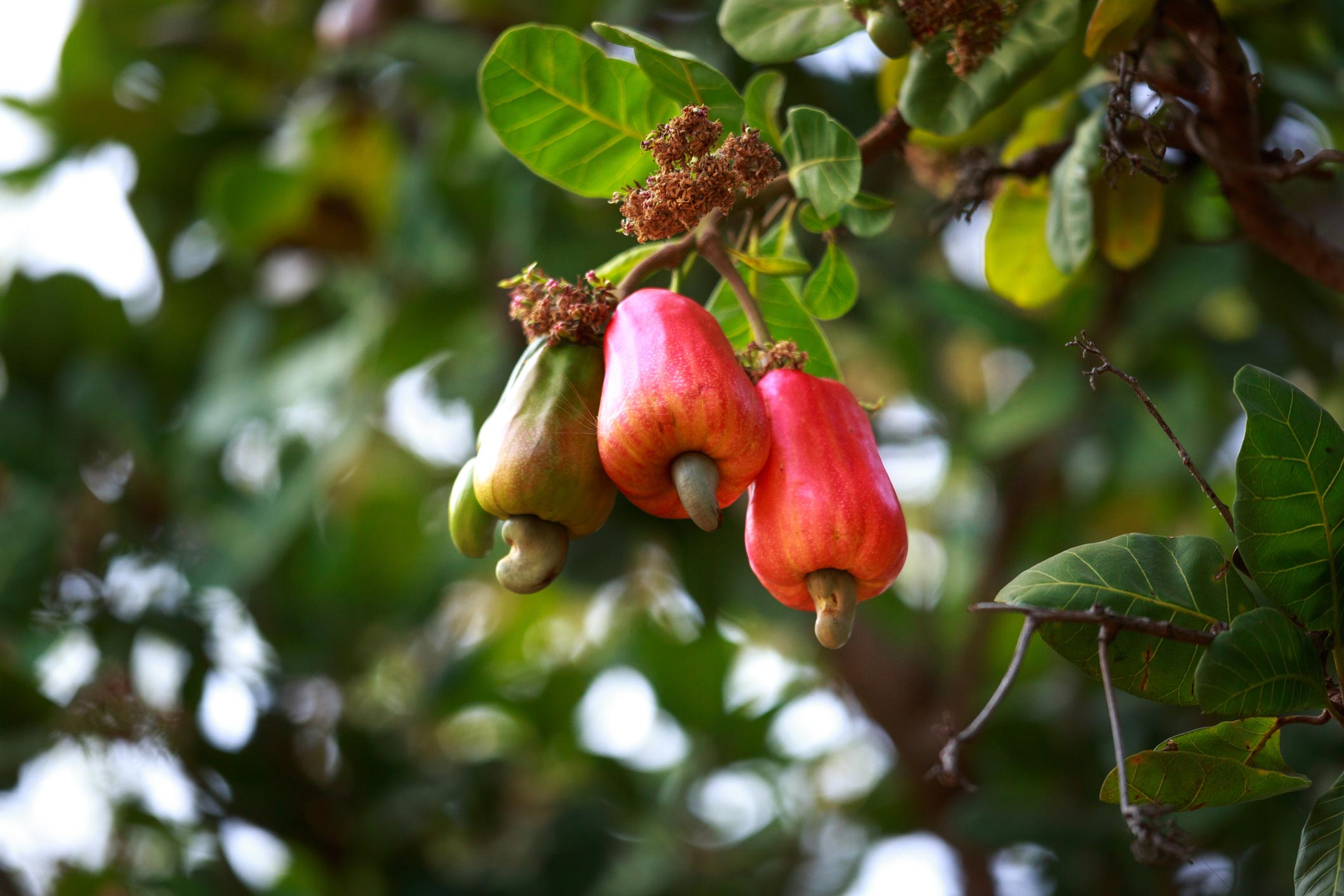 Cashews growing from cashew apple fruits on tree