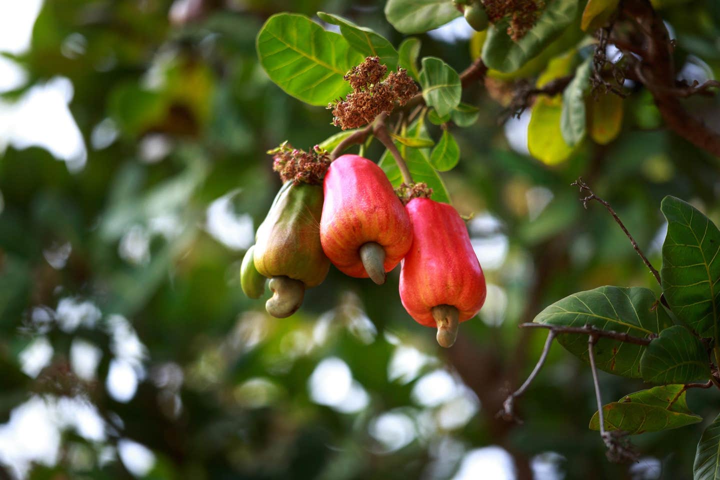 Cashews growing from cashew apple fruits on tree
