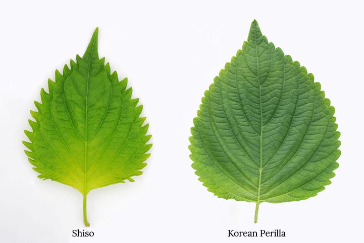 Side by side images of a Japanese shiso leaf and a Korean perilla leaf. Both are types of perilla leaf. The shiso leaf is smaller and slightly narrower. The Korean perilla leaf is broader and rounder, 