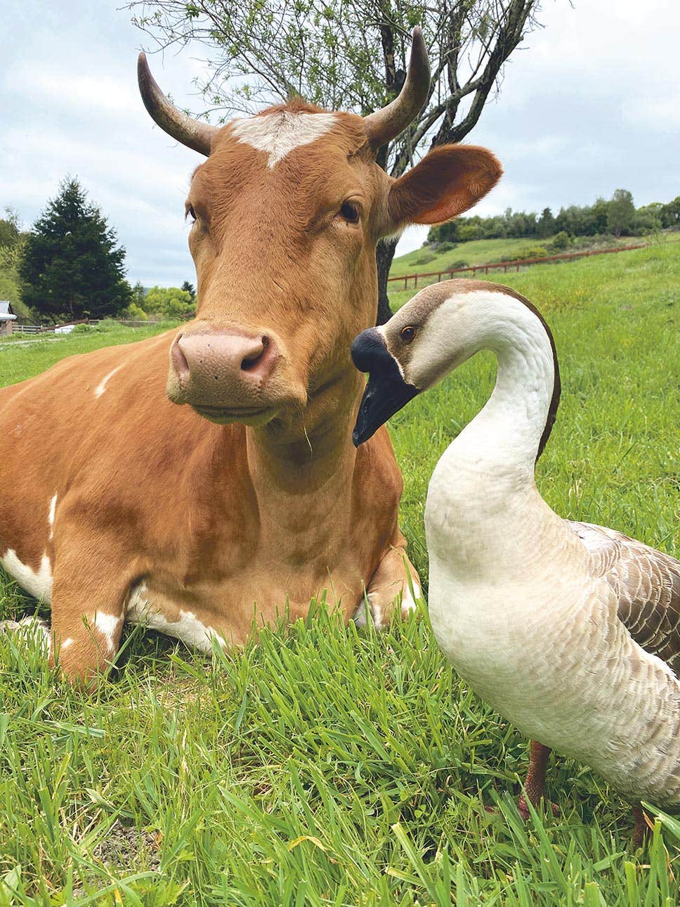Angel the cow and Echo the goose at Miyoko Schinner's Rancho Compasion Animal Sanctuary in Marin County