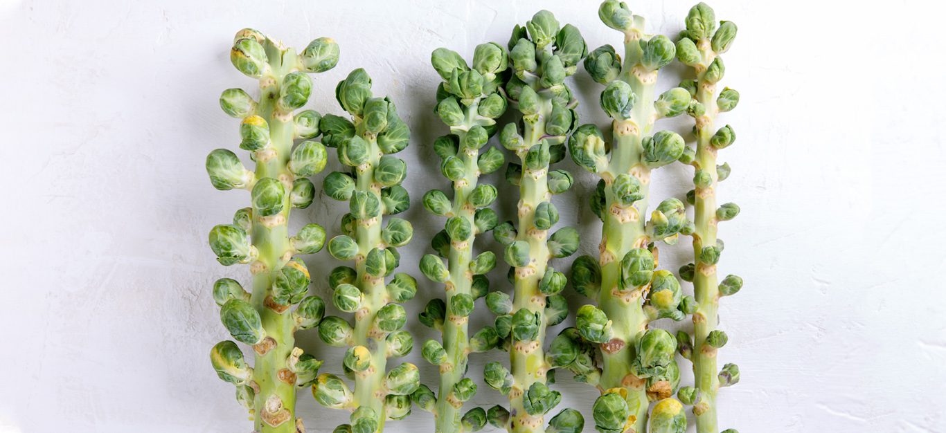 What Are Brussels Sprouts? Plus Tips and Recipes Forks Over Knives