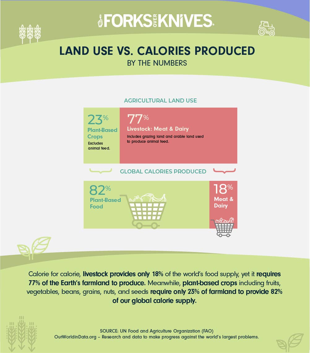 Infographic showing the amount of land used per calories produced for plant foods and meat