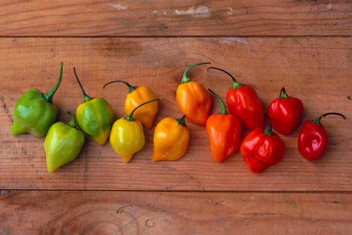 A dozen habanero peppers in green, orange and red on a hardwood surface