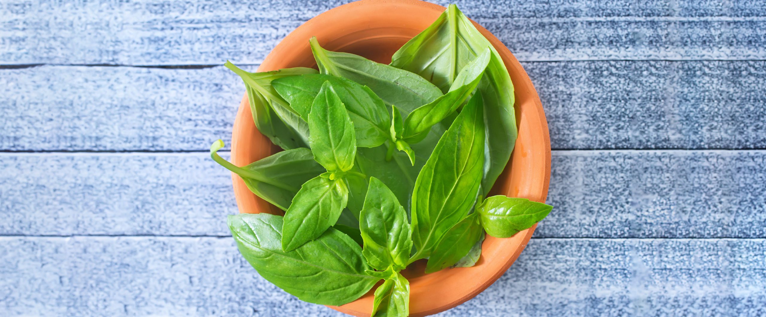 basil ingredient iq 2