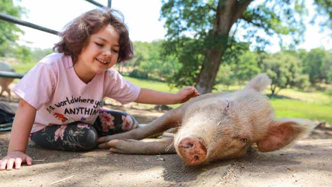 young girl petting a pig
