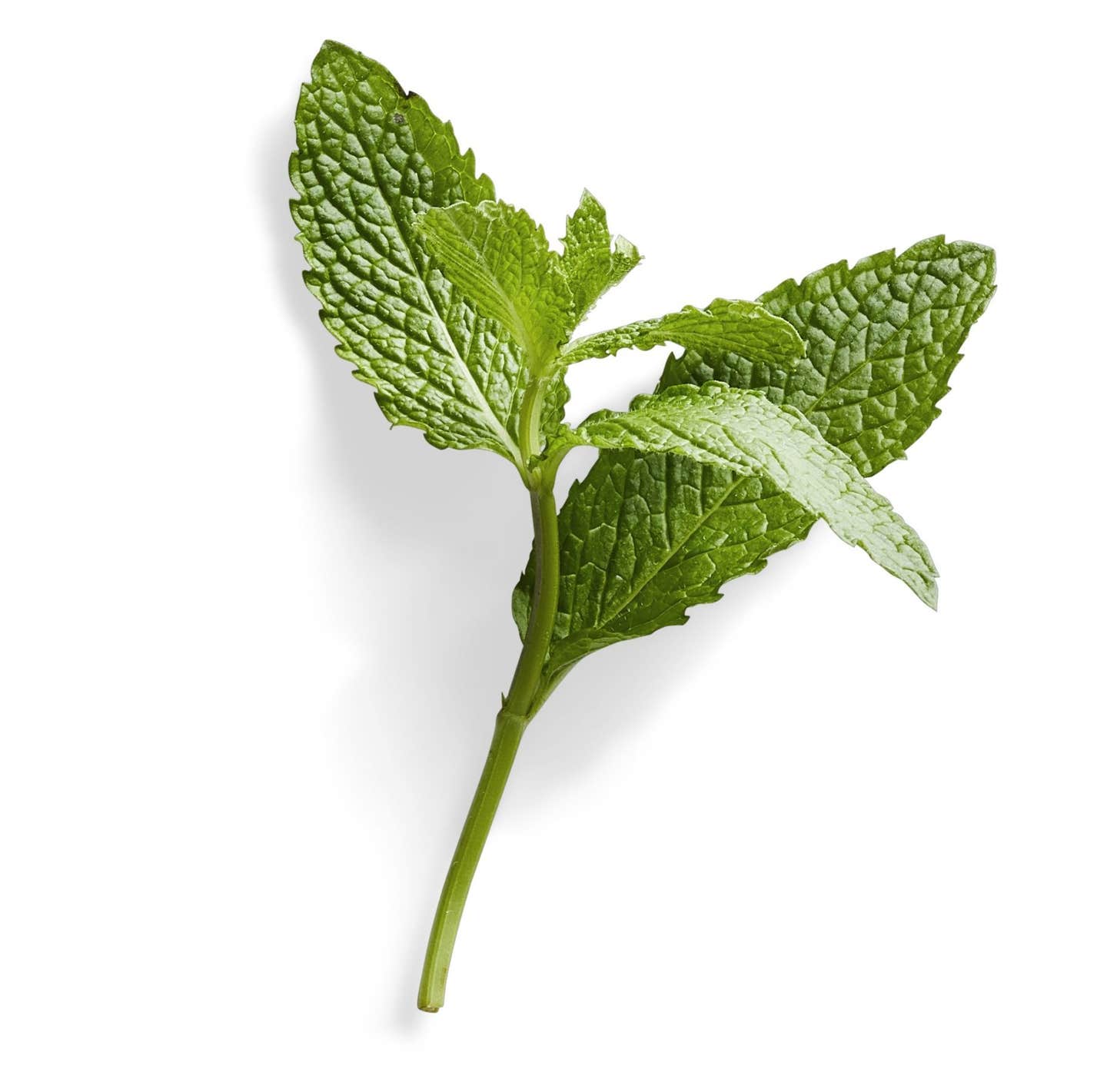 A sprig of fresh mint on a white background