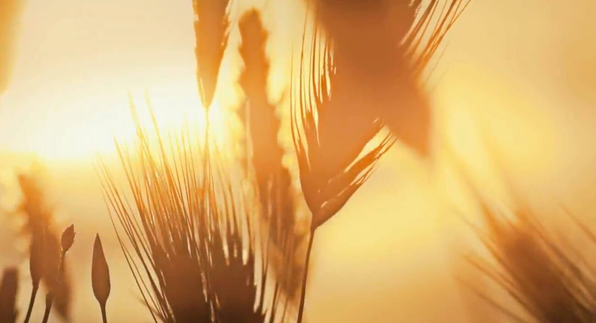 The War On Wheat What Does The Science Say Video Forks Over Knives