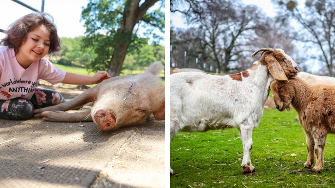 two photos from animal sanctuaries - on the left, a little girl pets the belly of a happy pig, on the right, two goats nuzzle each other