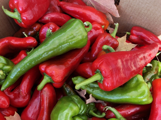 An assortment of green and red Anaheim peppers