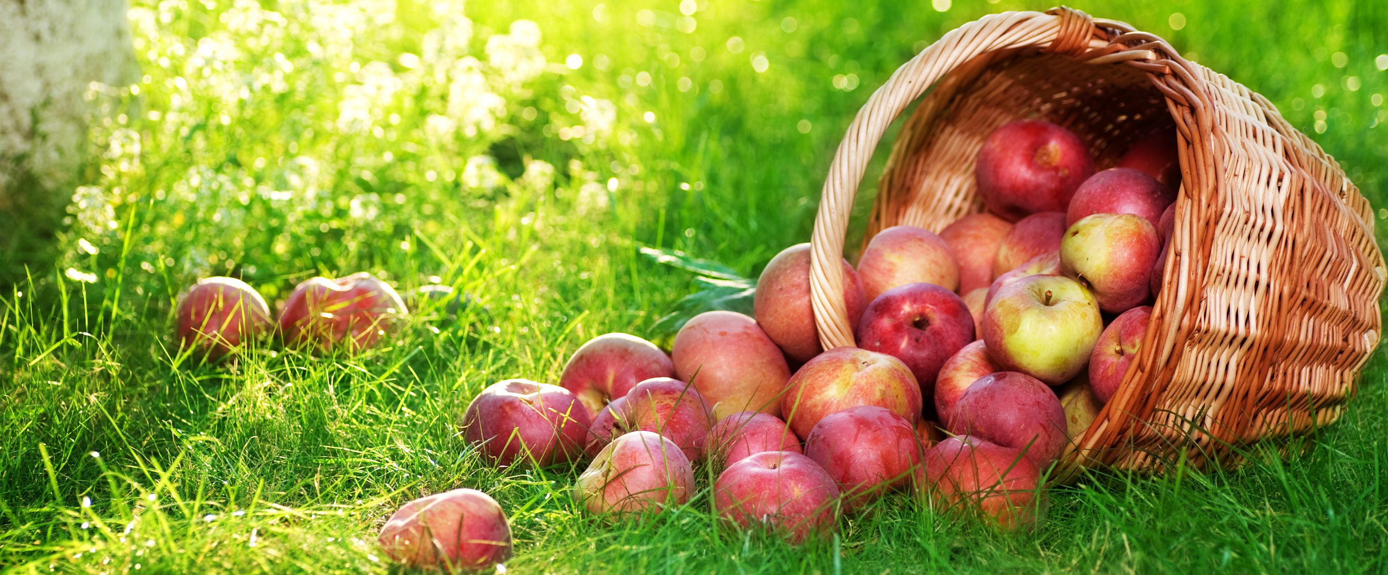 Apple recipes