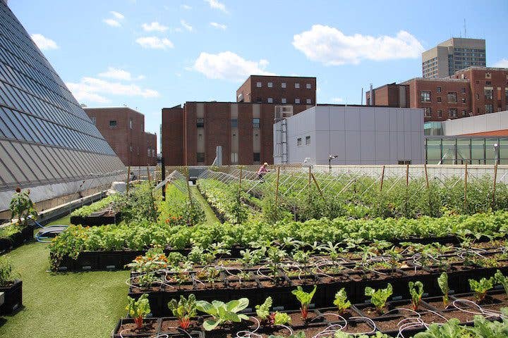 Boston Medical Center Rooftop Farm