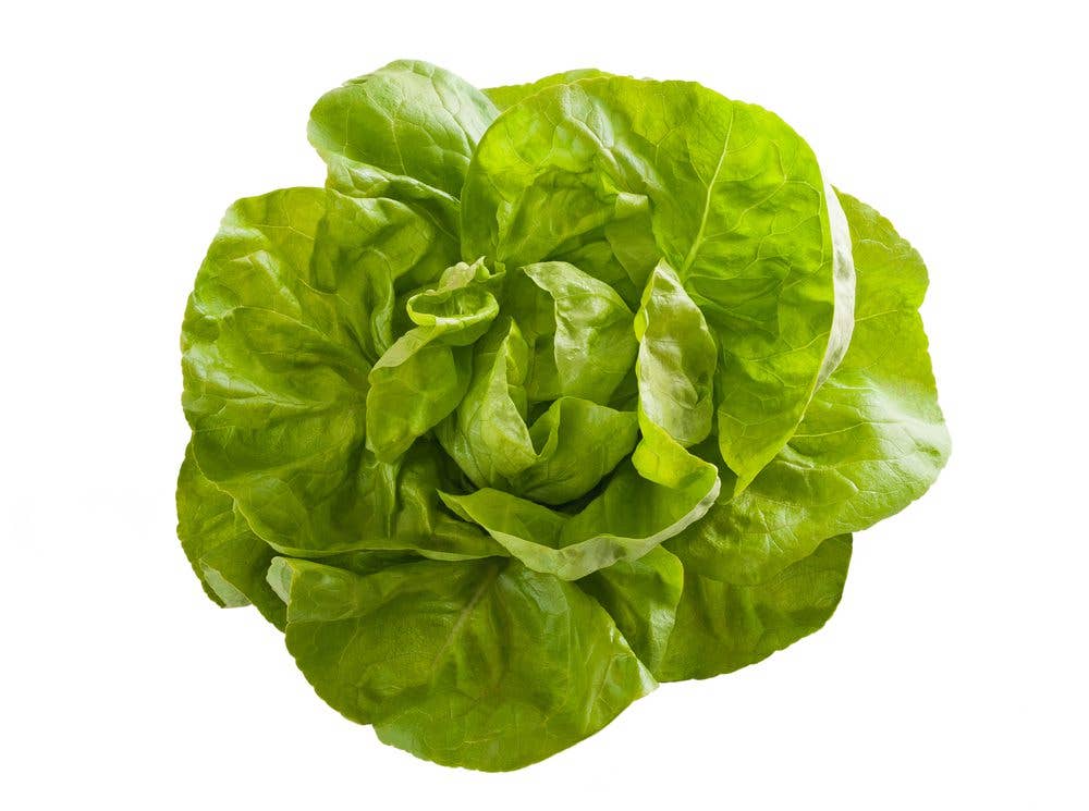 butterhead lettuce