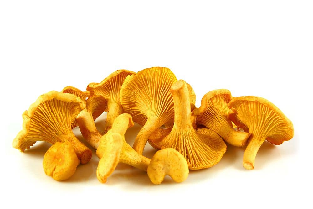 Chanterelles isolated on white, delicious mushroom