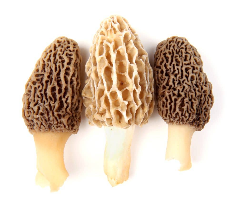 Group of one yellow and two gray morel mushrooms (Morchella esculenta) collected in a back yard in Indiana, USA, isolated against a white background