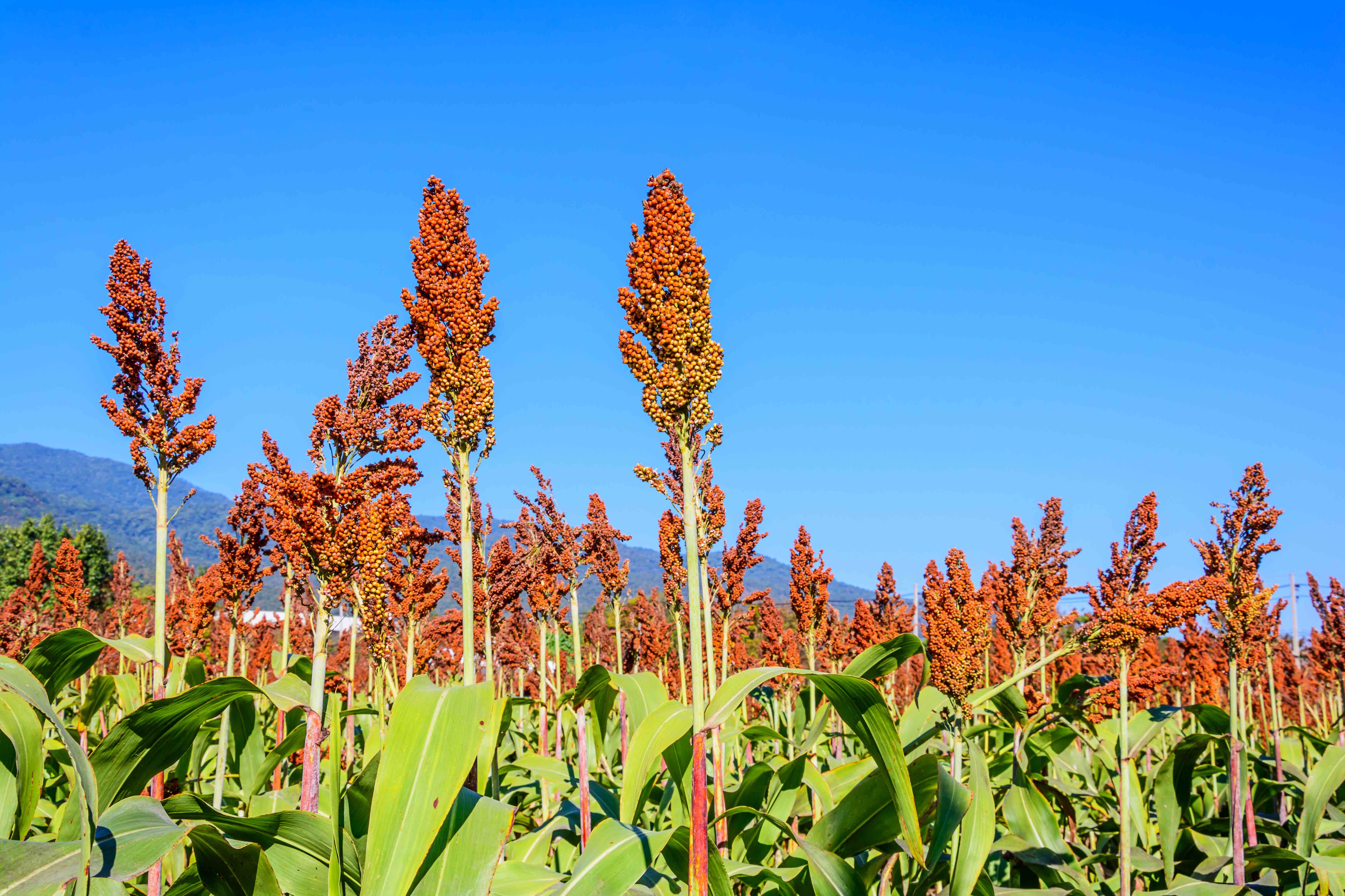 Sorghum Plant