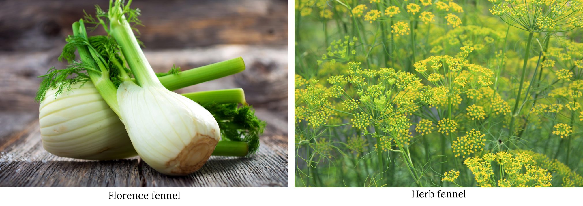 Florence fennel vs herb fennel
