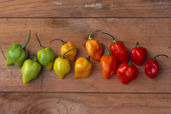 A dozen habanero peppers in green, orange and red on a hardwood surface