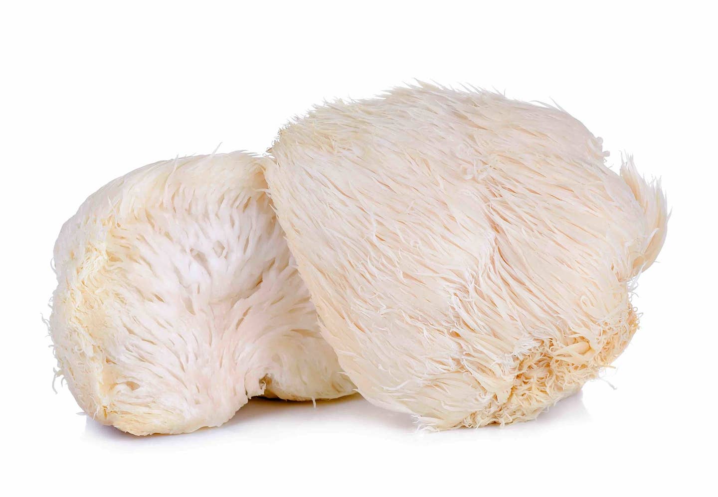 lion's mane mushroom isolated on white background.