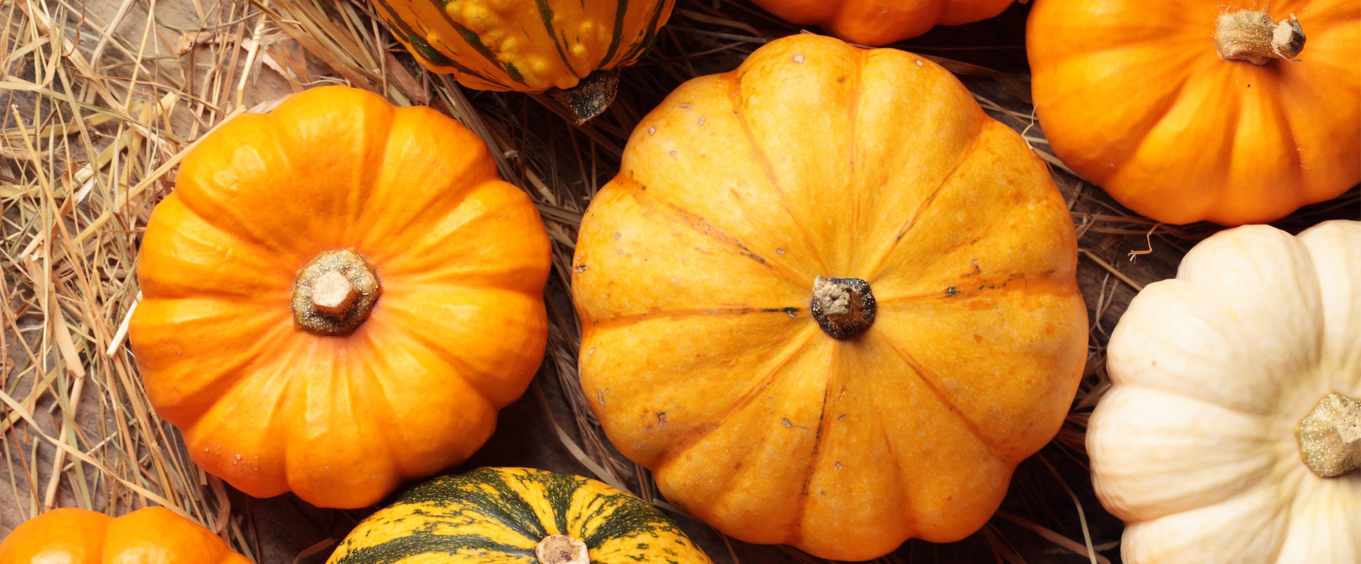 Pumpkin Recipes Hero