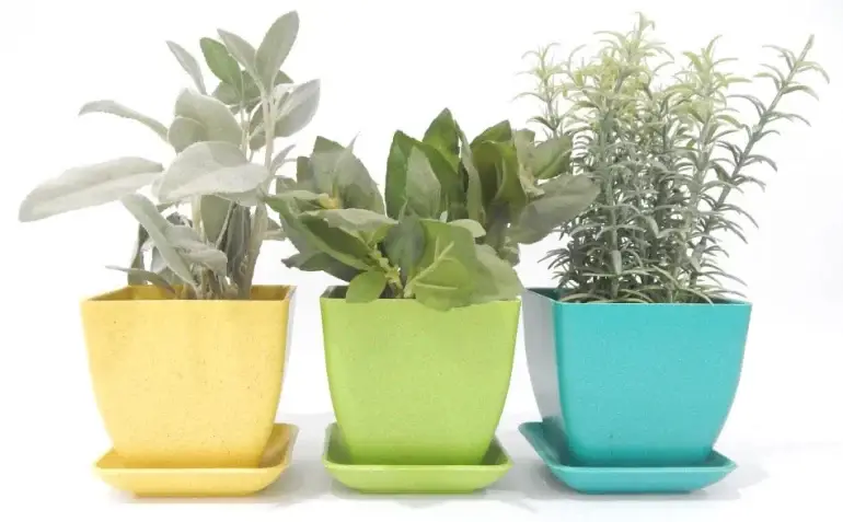 INDOOR HERB KIT WITH THREE PLANTS IN COLORFUL POTS