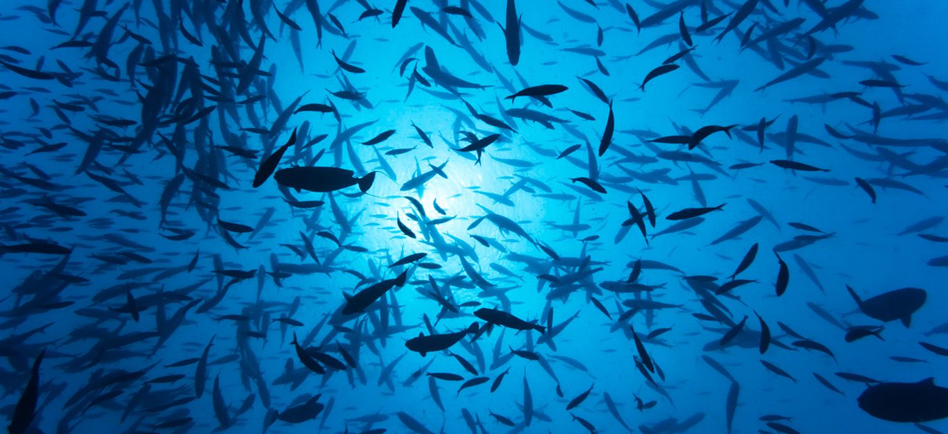 School of fish underwater, shot from below, with bluish sunlight peeking through from the surface of the water