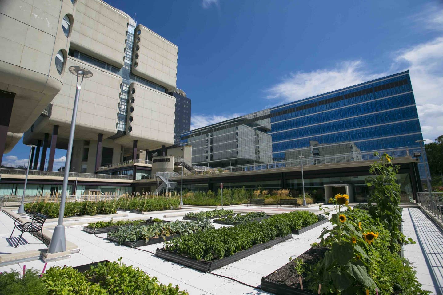 Stony Brook, NY; Stony Brook University Medical Center: Stony Brook Heights Rooftop Farm is located on the third floor roof of the Health Sciences Center.