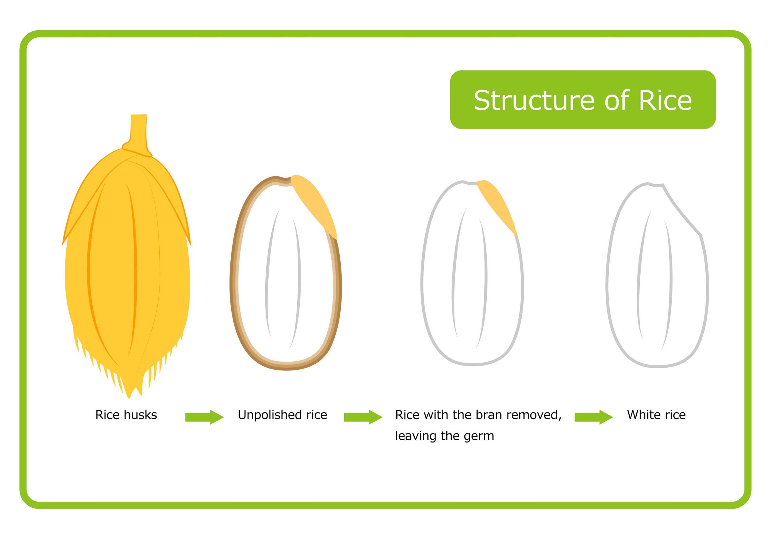 Diagram illustrating the structure of a grain of rice in various stages of processing, from brown to white