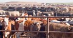 Countless brown and white cows stand behind a fence outside