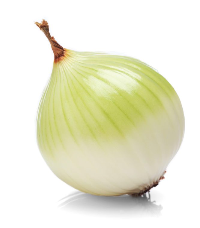 White onion on a white background