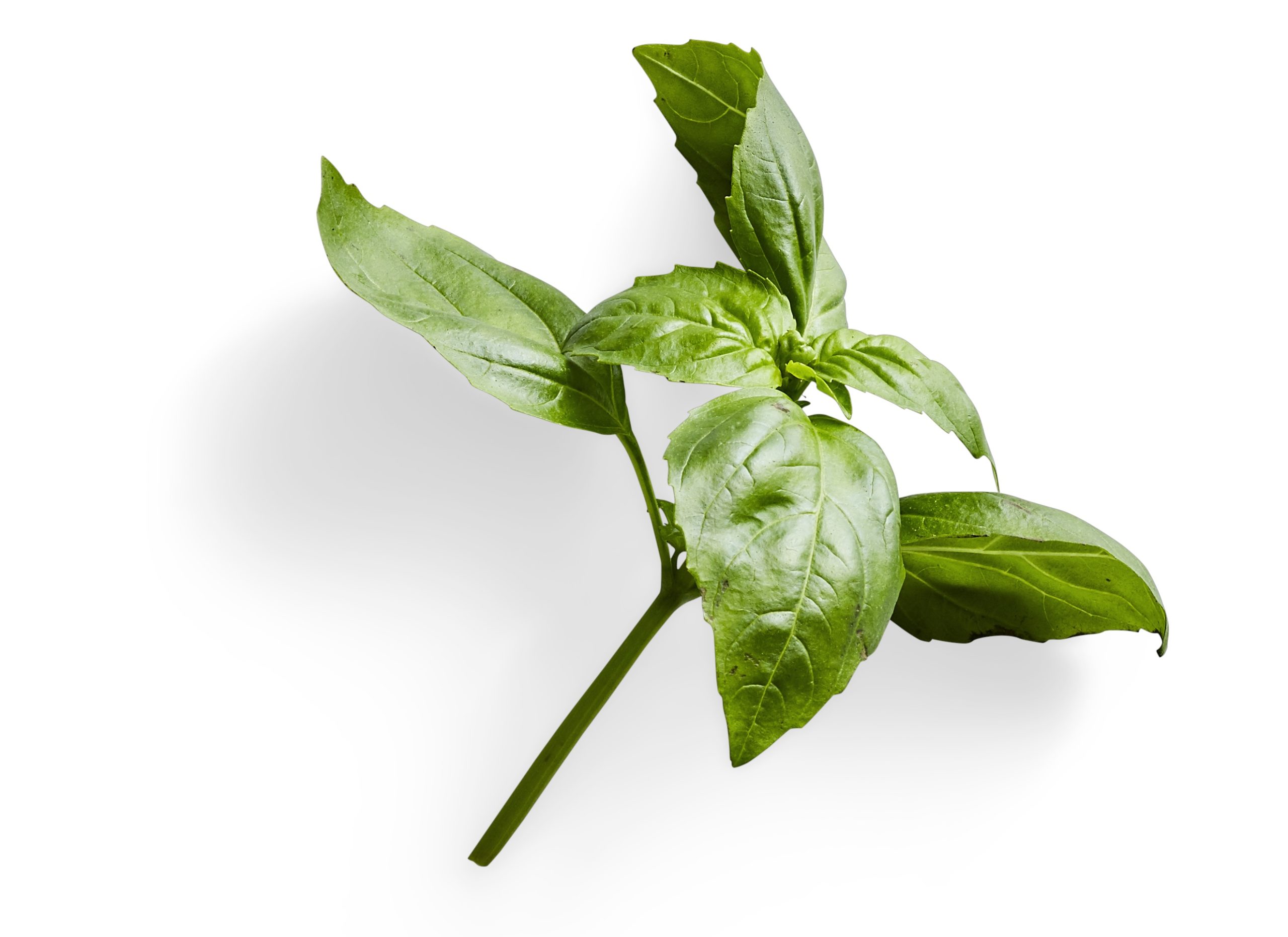 a sprig of basil