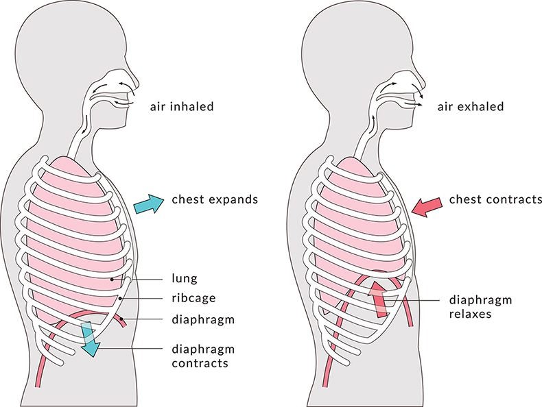 Diagram shows the anatomy of an inhale and exhale