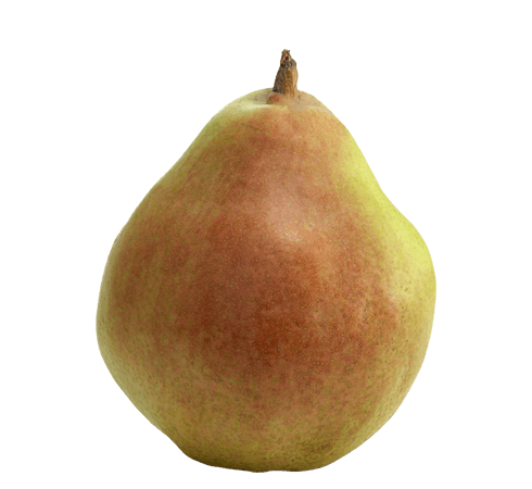 comice-pear-variety