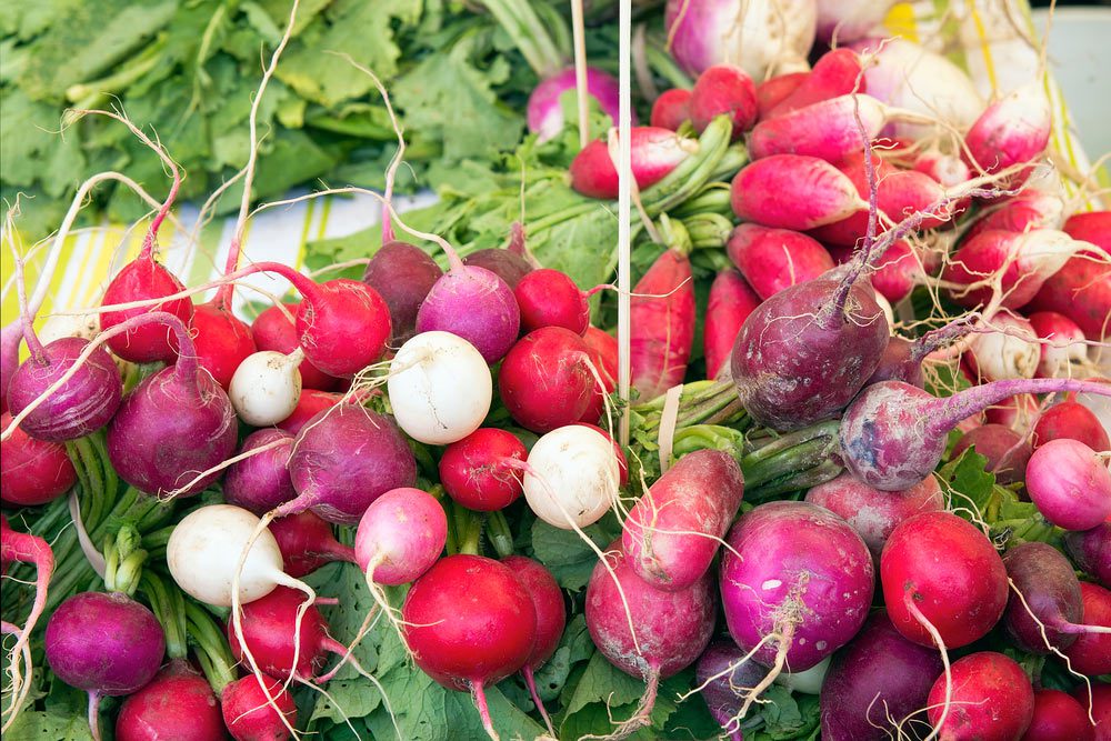 Easter Egg radishes - heirloom varieties in different colors