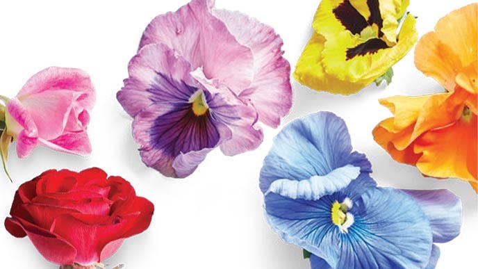 collage of edible flowers, including rose and pansies