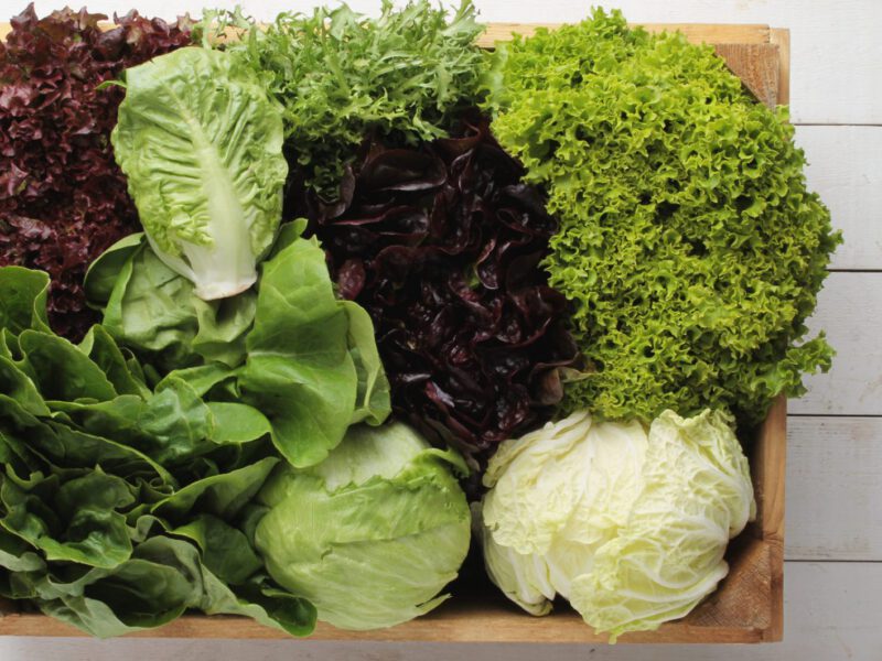lettuce varieties