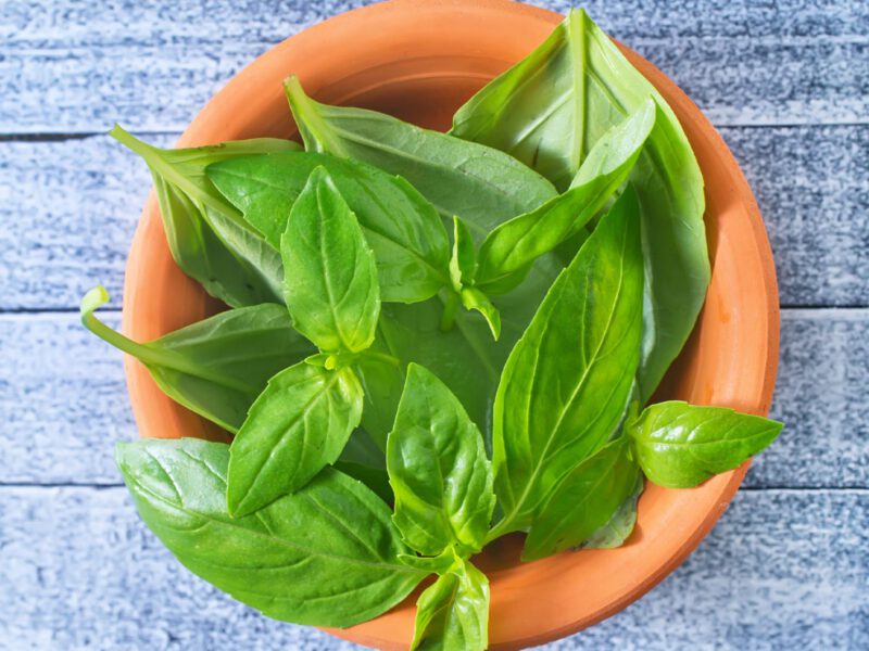 basil ingredient iq 2