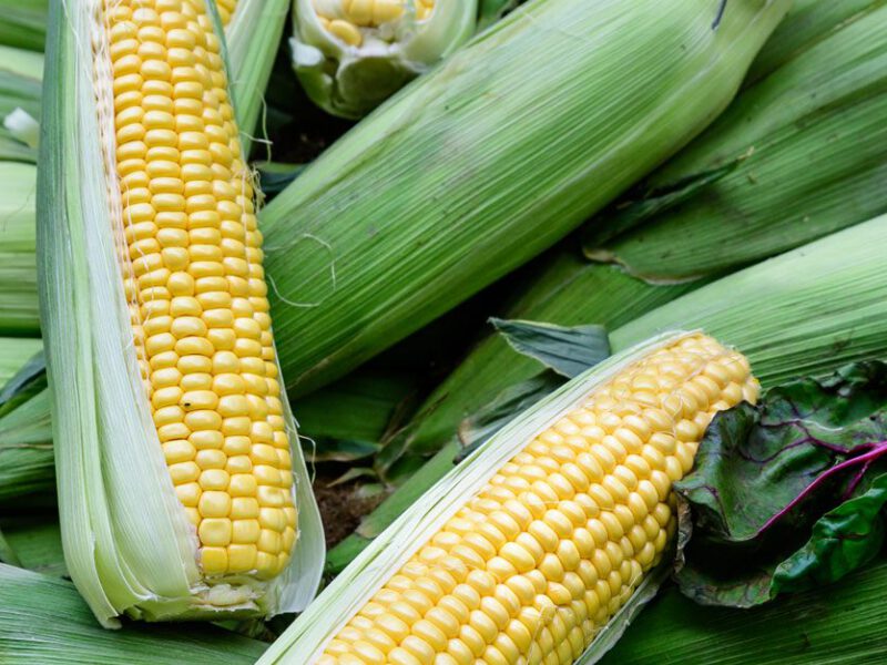 Fresh ears of picked corn and a few leaves of chard