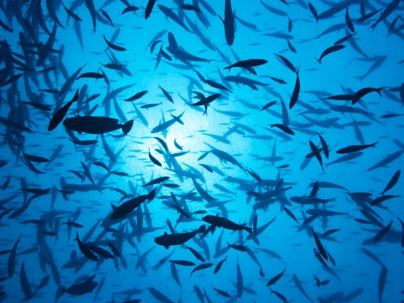 School of fish underwater, shot from below, with bluish sunlight peeking through from the surface of the water