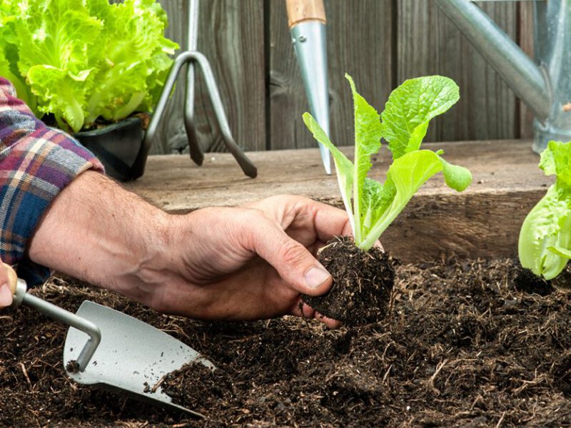 man planting seedlings in a garden