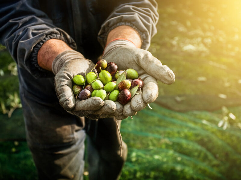 Olives harvesting in Italy. Different kind of olive fruit in the hands of a farmhand labourer
