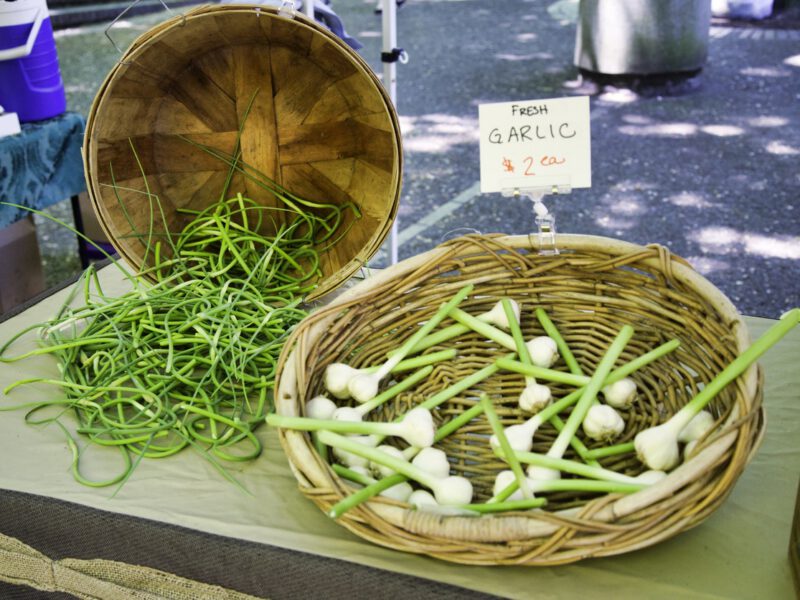 green garlic scapes at the farmers market next to fresh green garlic